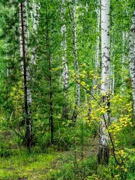 Birch and pine mixed forest in summer Stock Photos