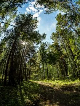 Birch and pine mixed forest in summer, Fisheye Stock Photos