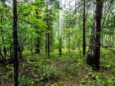 Birch and pine mixed forest in summer Stock Photos