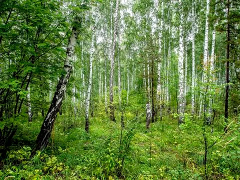 Birch and pine mixed forest in summer Stock Photos