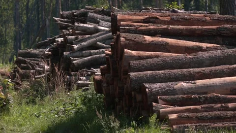 Birch and pine trees in background 스톡 동영상 321828746