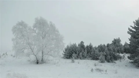 Birch and pine trees covering snow winter landscape Stock Footage 117048588