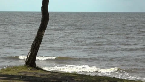 Birch and the sea in the background Stock Footage 158198190