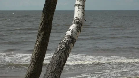 Birch and the sea in the background Stock Footage 158198196