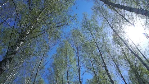 Birch and sky. Stock Footage 75053641