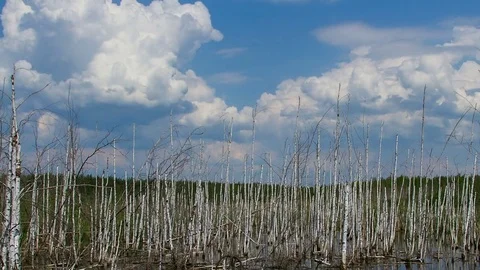 Birch and sky time lapse Stock Footage 71656114