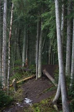 Birch and spruce tree trunks on the forest hill Stock Photos