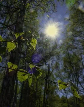 Birch and sun 스톡 사진