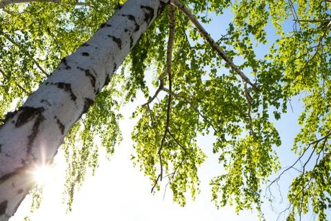Birch and sun rays at sunset time, view from the bottom. Foto stock