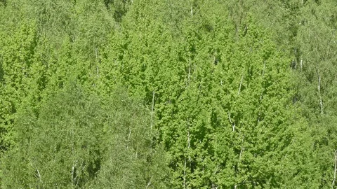 Birch ash poplar 動画素材 90724277