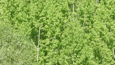 Birch  ash poplar Stock Footage 90724345