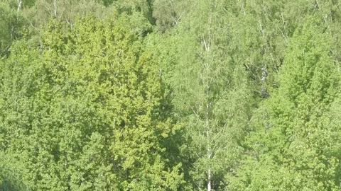 Birch  ash poplar Stock Footage 90724915
