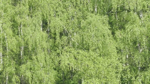 Birch  ash poplar Stock Footage 90724920