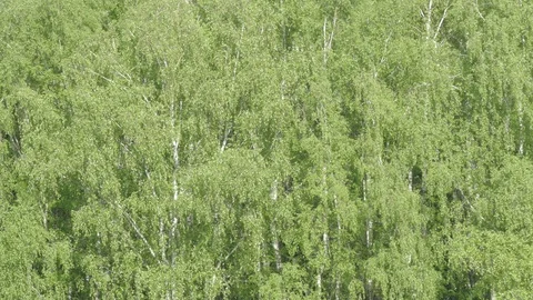 Birch  ash poplar Stock Footage 90724923