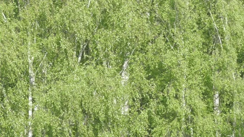Birch  ash poplar Stock Footage 90724949