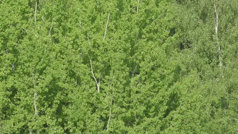Birch  ash poplar Stock Footage 90725745