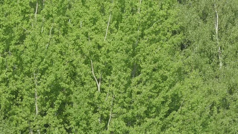 Birch  ash poplar Stock Footage 90725763