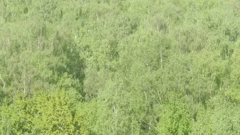 Birch  ash poplar Stock Footage 90725772
