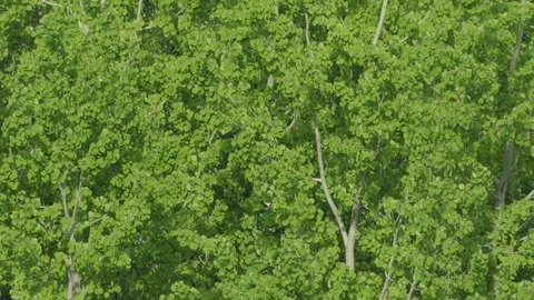 Birch  ash poplar Stock Footage 90725825