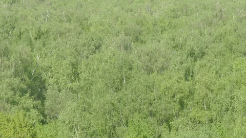 Birch  ash poplar Stock Footage 90725905