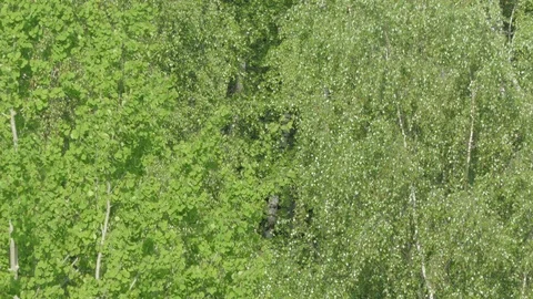 Birch  ash poplar Stock Footage 90726471