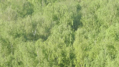 Birch  ash poplar Stock Footage 90726636
