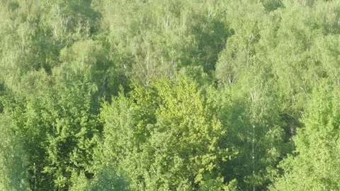 Birch  ash poplar Stock Footage 90728035