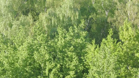 Birch  ash poplar 動画素材 90728241