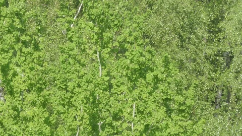 Birch  ash poplar Stock Footage 90728914