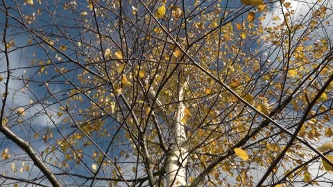 Birch in autumn. Clouds in the background Stock Footage 141796535