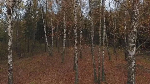 Birch Autumn  Copter Shooting Stock Footage 69859024