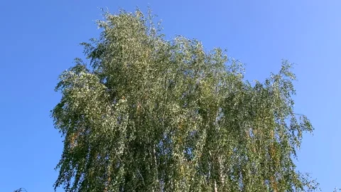 Birch, autumn day Stock Footage 140263670