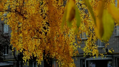 Birch in autumn day Stock Footage 235779994