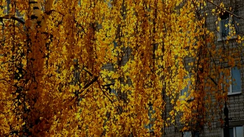 Birch in autumn day Stock Footage 235782849
