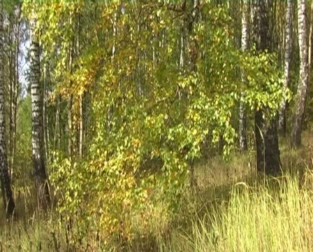 Birch in autumn deciduous forest Stock Footage 531841