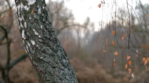 Birch in autumn. Stock Footage 9108629