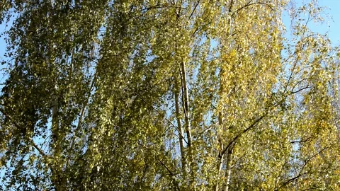 Birch in autumn Stock Footage 129431959