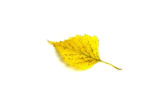 Birch autumn leaf Stock-Fotos