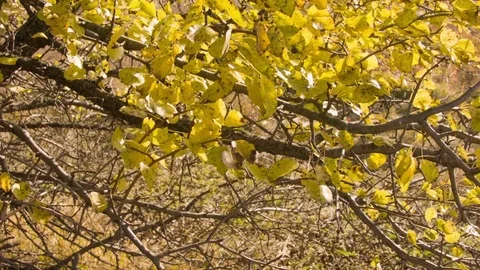 Birch autumn leaves in the wind Stock-Footage 80850102