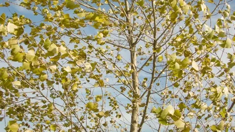 Birch autumn leaves in the wind Video stock 80850182
