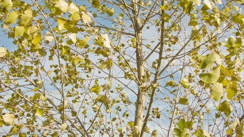Birch autumn leaves in the wind Stock Footage 80850392