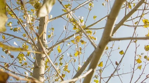 Birch autumn leaves in the wind 스톡 동영상 80851324