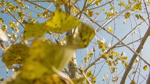 Birch autumn leaves in the wind Vídeo Stock 80851371