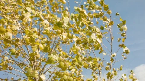 Birch autumn leaves in the wind Video stock 80851392