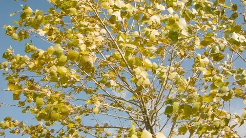 Birch autumn leaves in the wind Video stock 80851568