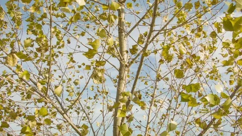 Birch autumn leaves in the wind 스톡 동영상 80851573