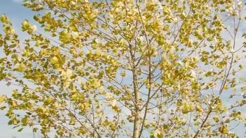 Birch autumn leaves in the wind Stockbeeldmateriaal 80851608