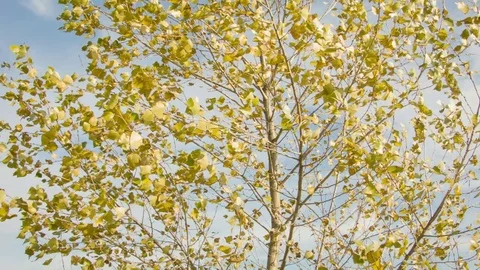 Birch autumn leaves in the wind Stockbeeldmateriaal 80851655