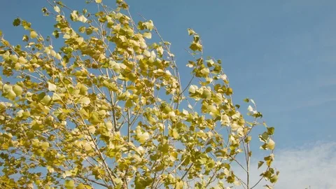 Birch autumn leaves in the wind Video stock 80852616