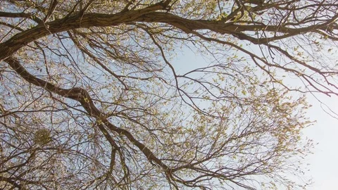 Birch autumn leaves in the wind 動画素材 80853214